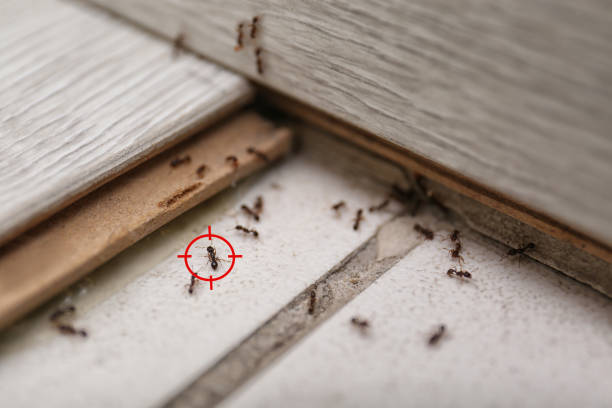 Best Flea Control Services  in Clarksburg, WV