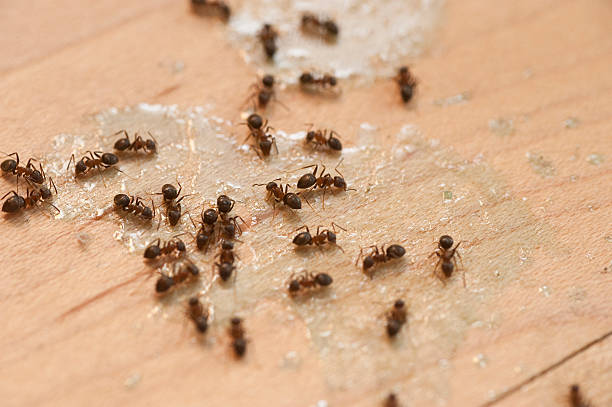 Best Insect Control  in Clarksburg, WV